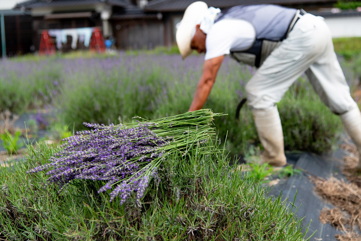 時節の芳香が染みわたる ～兵庫県多可町のラベンダーが収穫期に