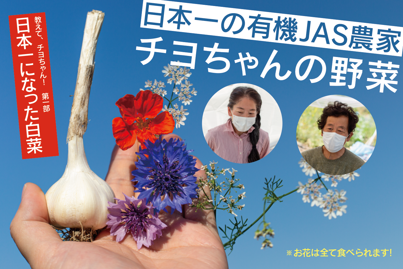 日本一になった白菜のこと ～有機JAS認定農家チヨちゃんの野菜 インタビュー前半