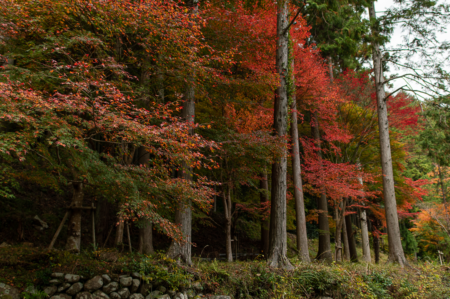 ネイチャーパークかさがたの紅葉 ～兵庫県多可町、秋の景色04